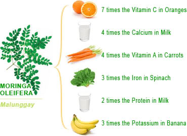 moringa