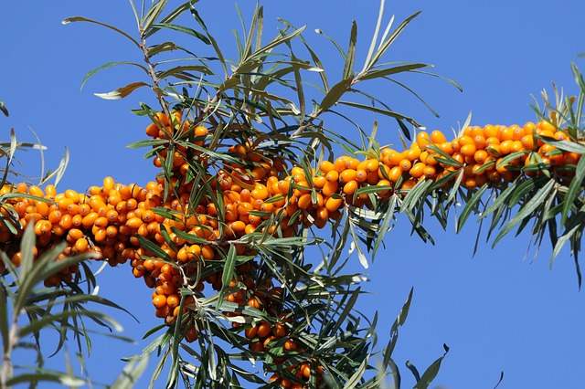 Sea Buckthorn The Tree That Makes The Horse Shine Smile Herb School