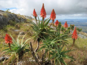 Aloe arborescens in South Africa