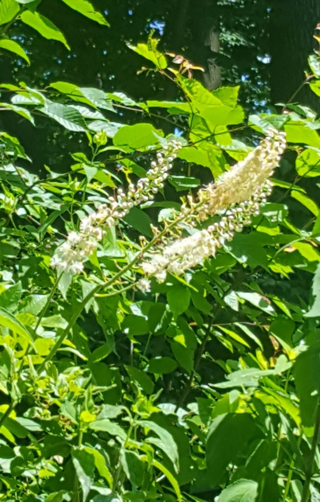 Black Cohosh