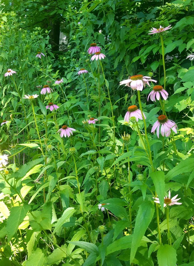 Echinacea