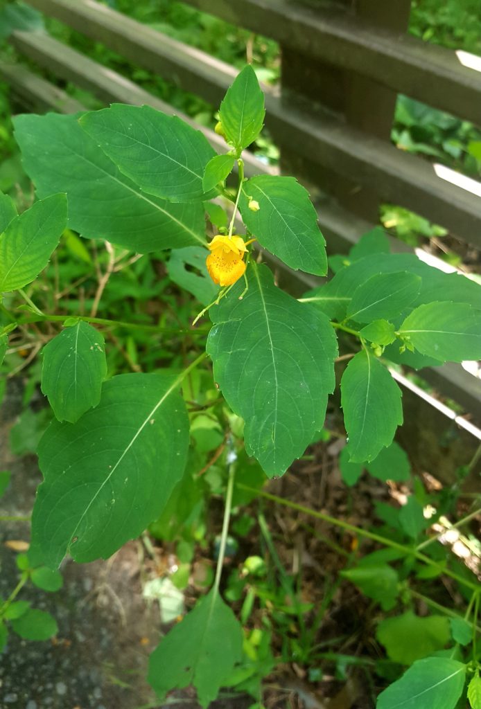 Jewelweed