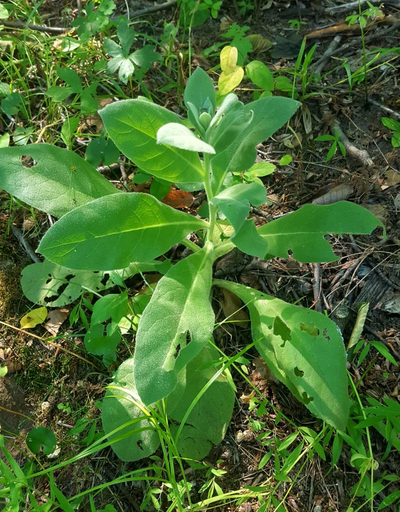 Mullein