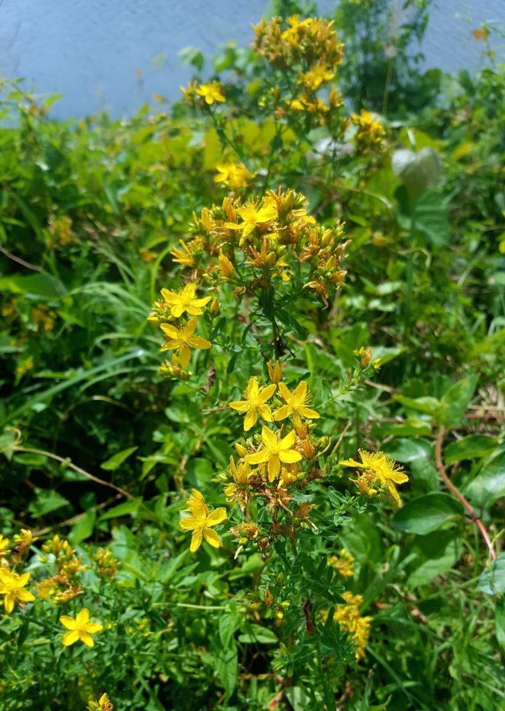 St John's Wort