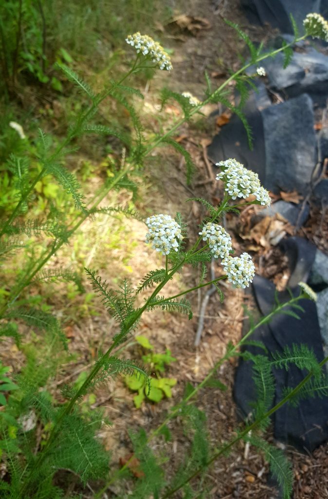 Yarrow