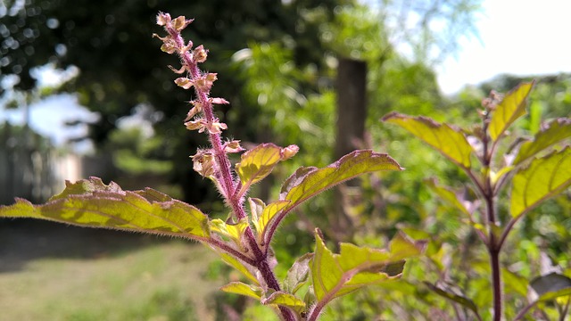 The Many Benefits of Holy Basil Smile Herb School