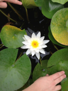 lotus in pond