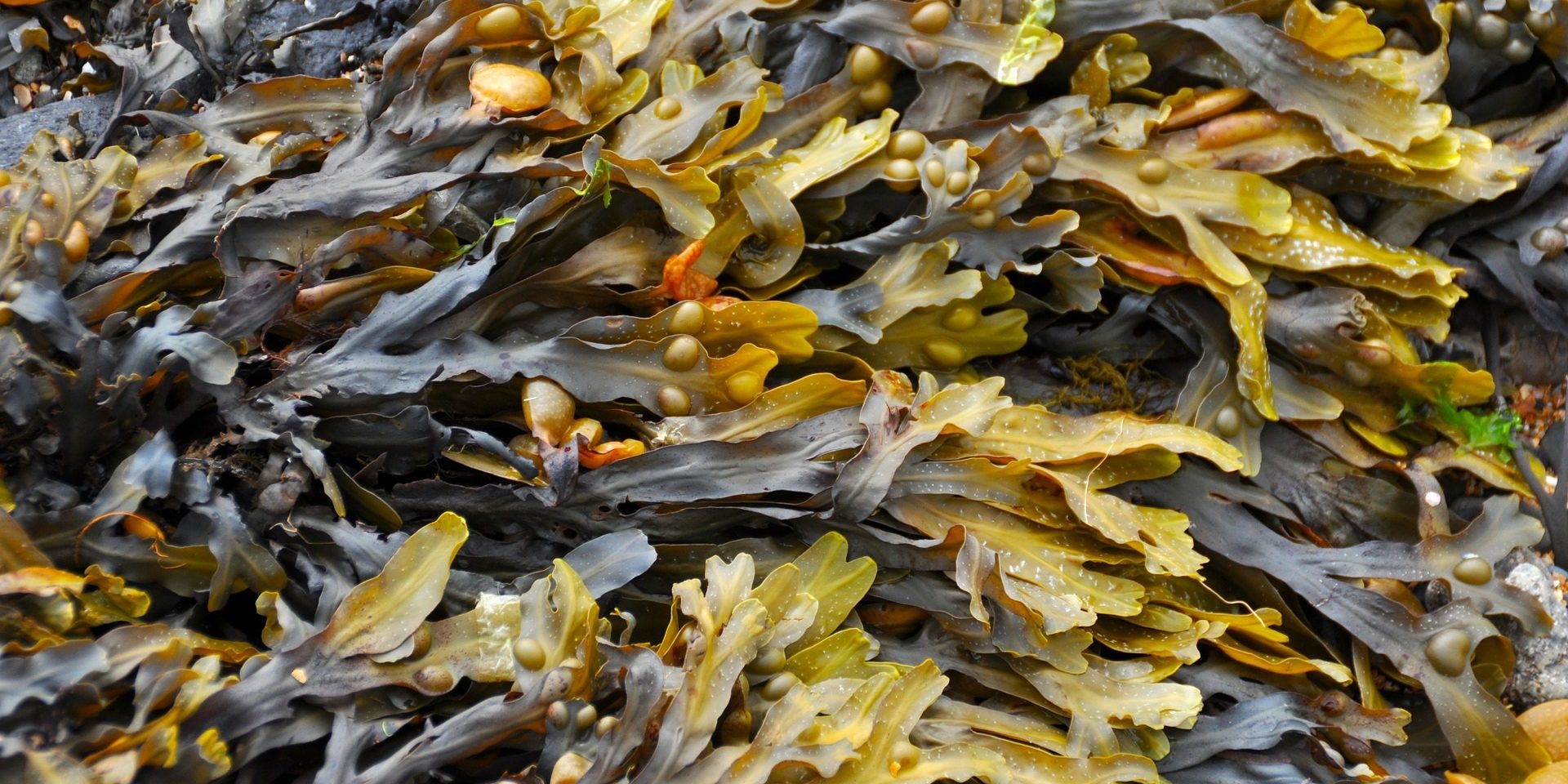 водоросли морская капуста фото