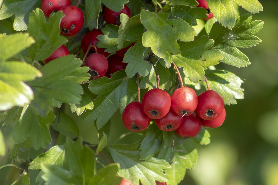 Hawthorn  Traditional Medicinals