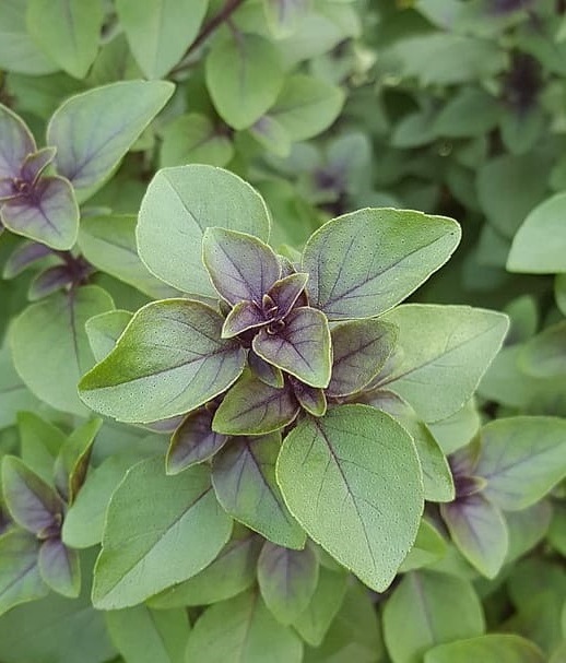 Nervines For Troubled Times Smile Herb School