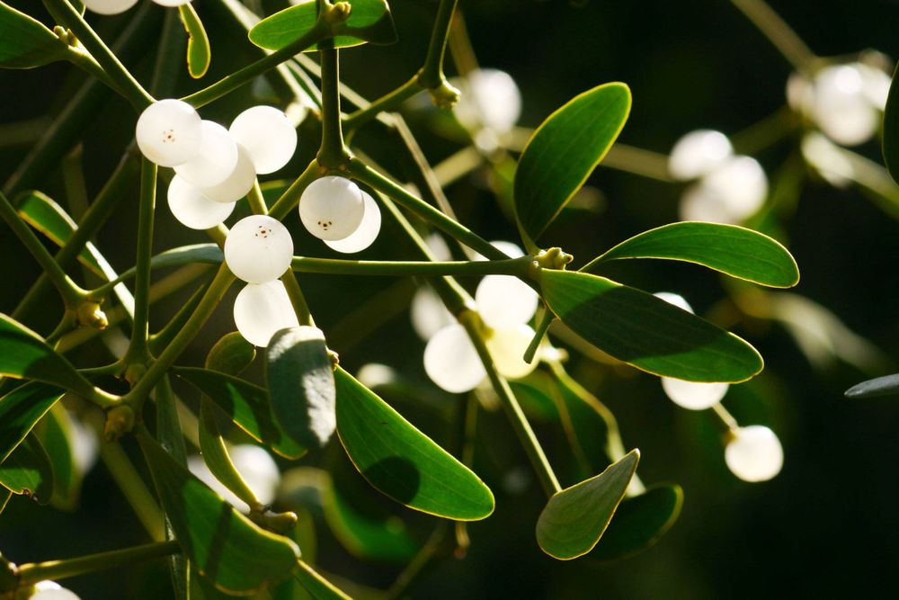 Viscum-album-subsp-album_Bornand-Christophe_2006-12-10_2220