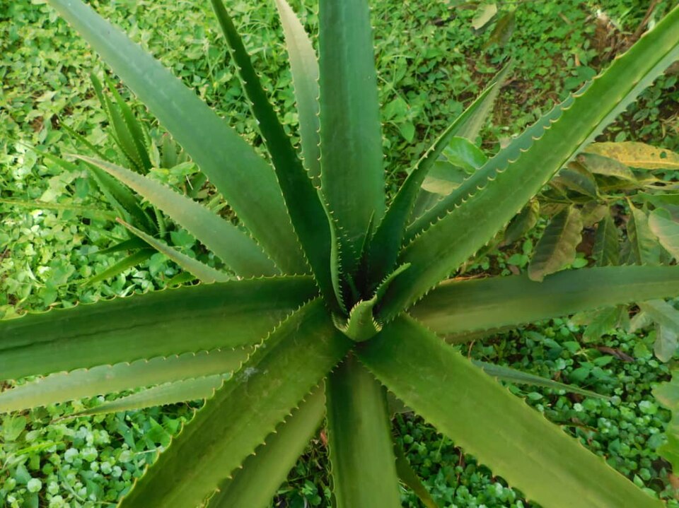Aerial_view_of_aloe_vera_plant